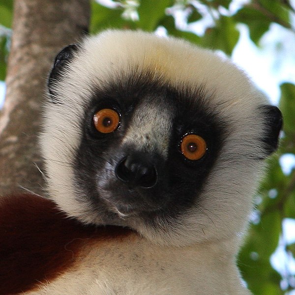 File:Sifaka in Madagascar (face).jpg