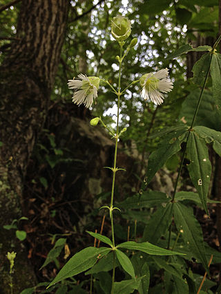 <i>Silene stellata</i> Species of flowering plant