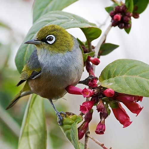 Серебряная белоглазка (Zosterops lateralis) на цветущей ветви цеструма (Cestrum sp.) (Тасмания)