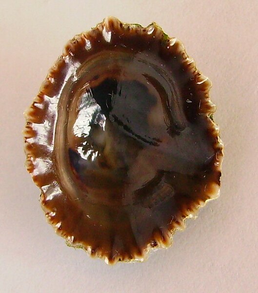 File:Siphonaria zelandica (inside).JPG