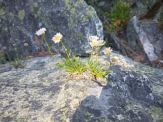 <i>Erigeron cervinus</i> Species of flowering plant