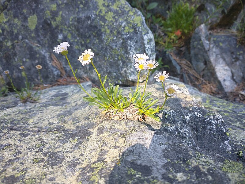 File:Siskiyou daisy imported from iNaturalist photo 217554132 on 12 March 2024.jpg
