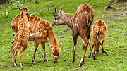 Vignette pour Sitatunga