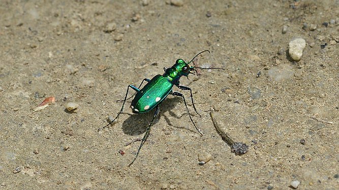 Six-spotted Tiger Beetle (Cicindela sexguttata)