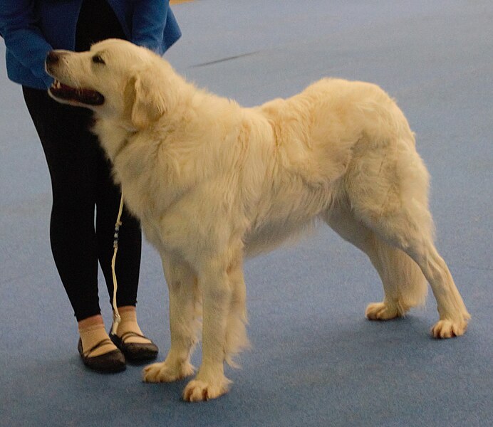 File:Slovakiancuvacsheepdog2.jpg