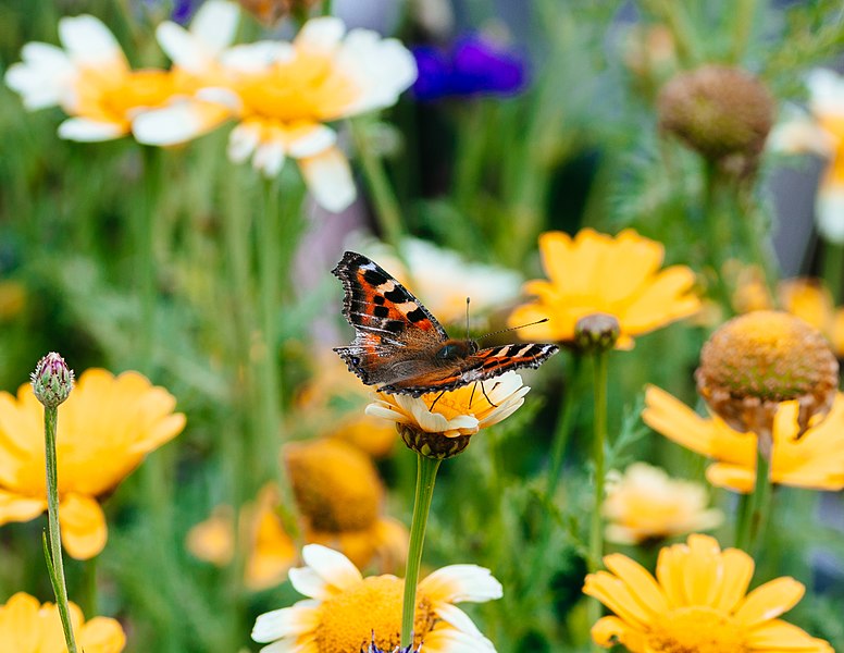 File:Small tortoiseshell butterfly pollinating a flower on the grounds of Darjeeling Tourist Lodge (4 of 4 image series).jpg