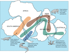 O mesossauro habitava a área em azul