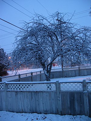 Snowed-in tree in Hermiston.JPG