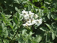 Solanum tuberosum Puikula (05).jpg