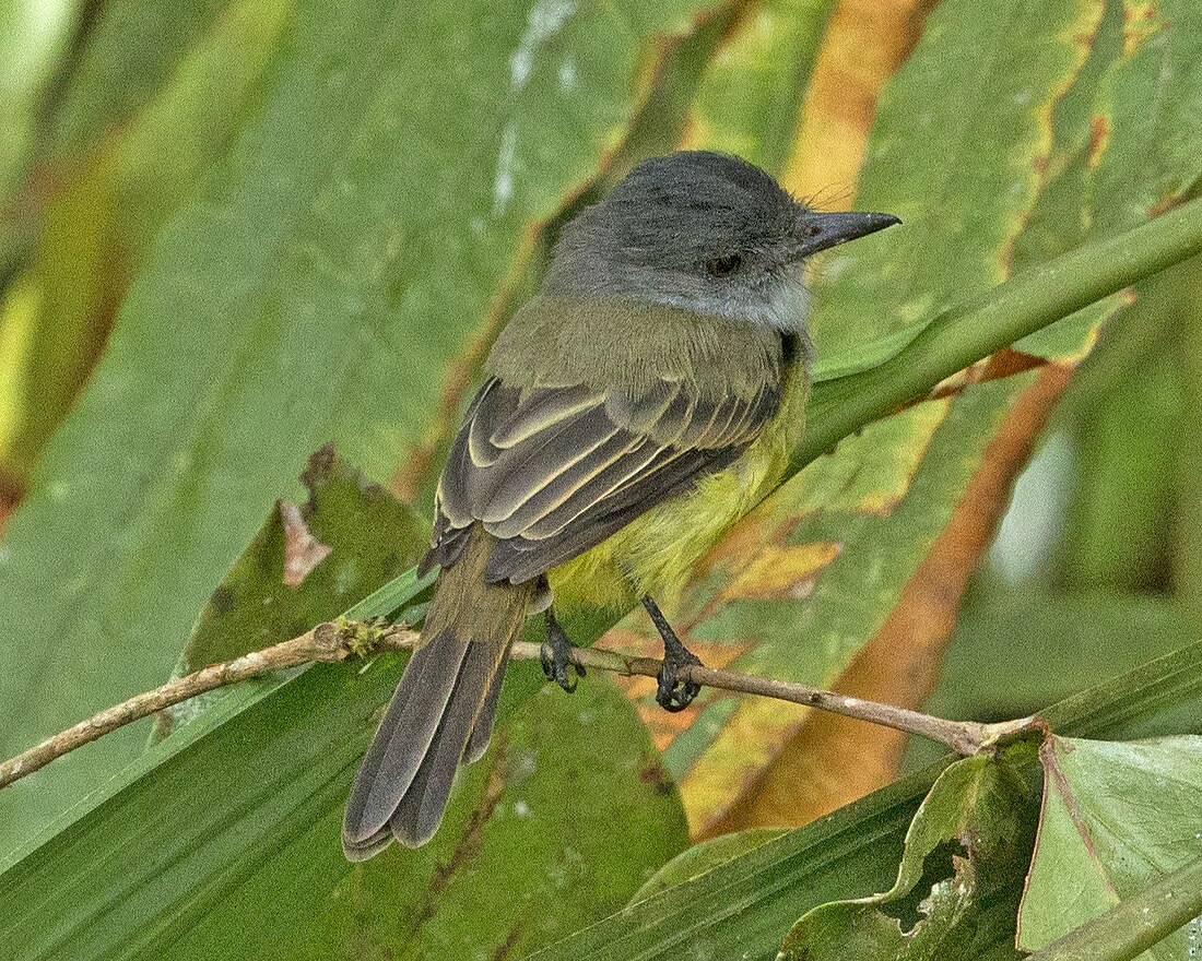 Myiarchus phaeocephalus