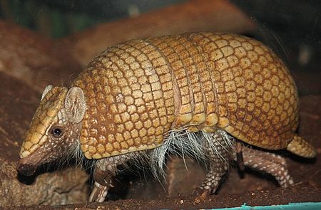 Tập_tin:Southern_Three_Banded_Armadillo_001-2.jpg