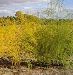 habito de la legomasparago aŭ ĝardena asparago (Asparagus officinalis)