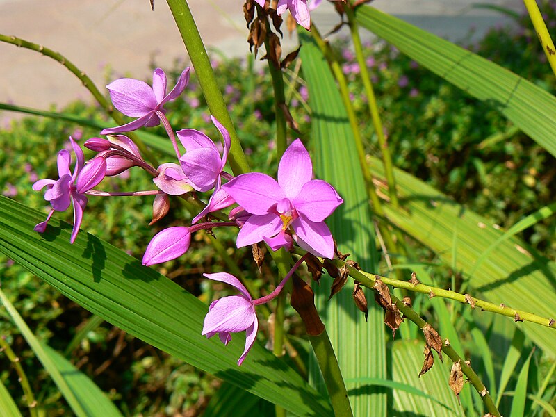 File:Spathoglottis plicata (452052124).jpg