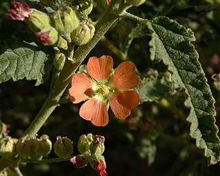 <i>Sphaeralcea angustifolia</i>