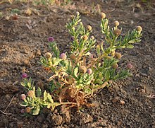 Sphaeranthus indicus habit.jpg