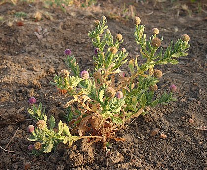 420px-Sphaeranthus_indicus_habit.jpg