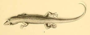 Billedbeskrivelse Sphaerodactylus scaber 01-Barbour 1921.jpg.