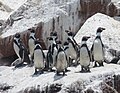 Humboldt-pingvinek