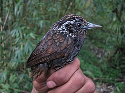 Sphenocichla humei, burung yang terancam punah