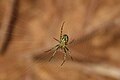kleine Spinne (1cm)