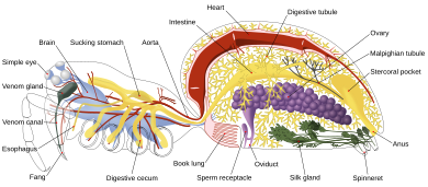 The internal anatomy of a spider, with the reproductive system (purple) reaching the exoskeleton at the epigyne Spider internal anatomy-en.svg