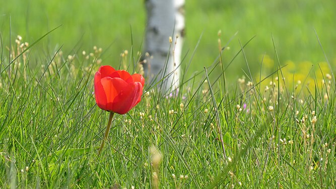 Tulpe auf Frühlingswiese