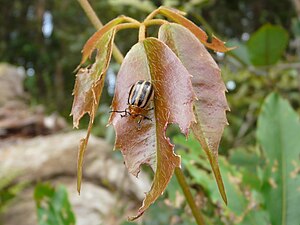 Beetle (Oides fryi) found on a leaf near Goomolara Falls, Springbrook, Qld.
