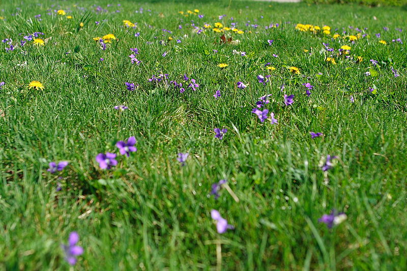 File:Springtime-grass - West Virginia - ForestWander.jpg