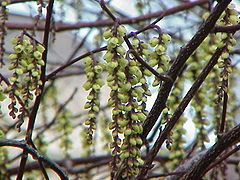 Stachyurus chinensis3.jpg