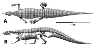 <i>Stagonolepis</i> Extinct genus of reptiles