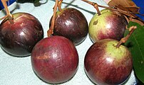 Star Apple