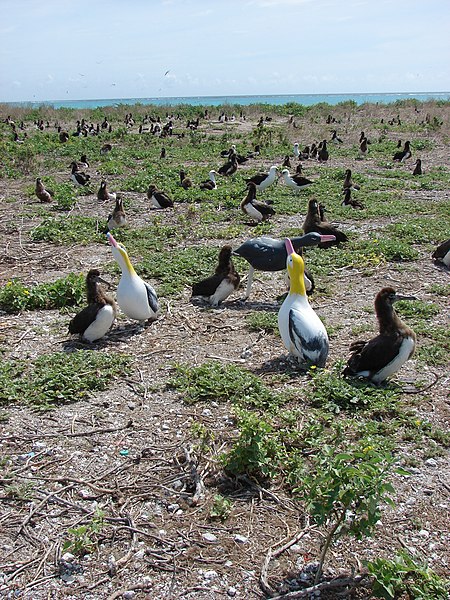 File:Starr-080605-6559-Tribulus cistoides-habit with Laysan albatross and short tailed albatross decoys-Eastern Island-Midway Atoll (24796188672).jpg