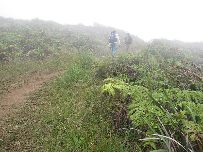 File:Starr-110722-7422-Vaccinium calycinum-habit with Kim and Jupiter-Waihee Ridge Trail-Maui (25101039205).jpg