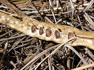 Dried moringa with pods and seeds on the ground in Hawaii