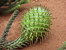 Apophyses on the tips of the cone scales of Araucaria cunninghamii amount to spikes. Starr 070404-6665 Araucaria cunninghamii.jpg