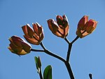 Stær 071024-9821 Pedilanthus bracteatus.jpg