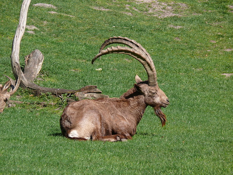 File:Steinbock1000943.JPG