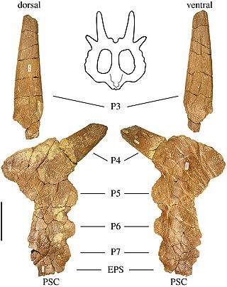 <i>Stellasaurus</i> Extinct genus of dinosaur