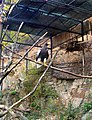 Čeština: Orel východní kamčatský v ZOO Brno English: Steller's Sea Eagle in Zoo Brno, Czech Republic