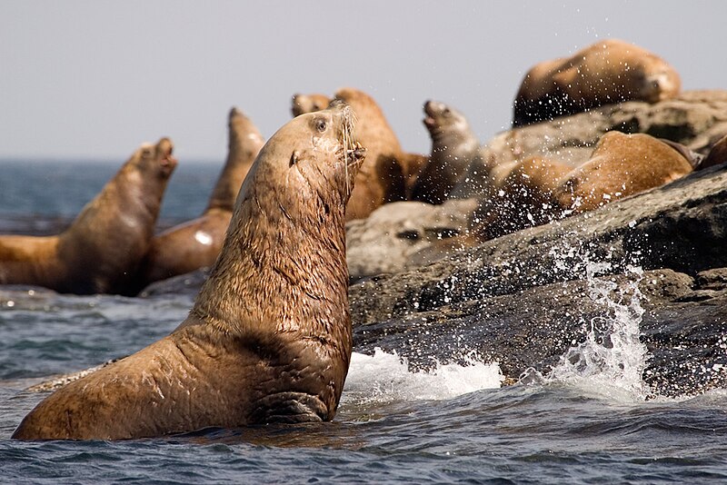 File:Stellers Sea Lions BC.jpg