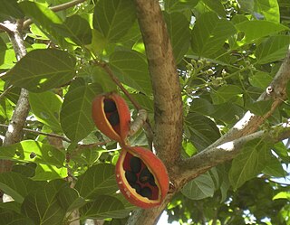 <i>Sterculia quadrifida</i> species of plant