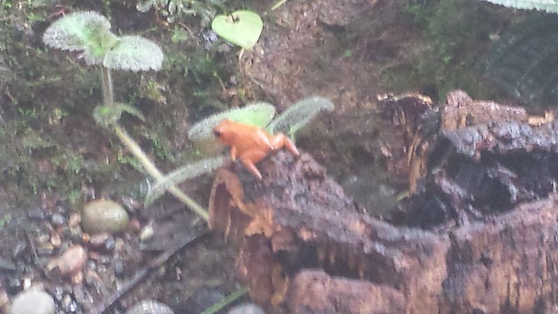 File:Strawberry poison dart frog (Oophaga pumilio) 2013-09-13 10-52.jpg