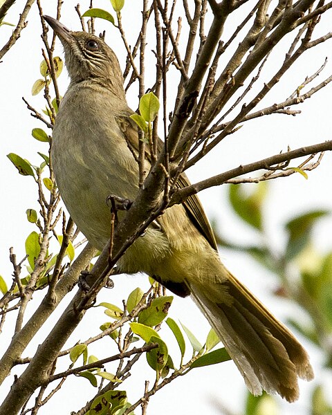 File:Streak-eared Bulbul Pycnonotus conradi in Thailand in 2013 by Devon Pike.jpg