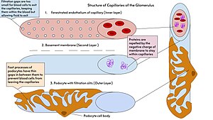 Structure of the Capillaries of the Glomerulus.jpg