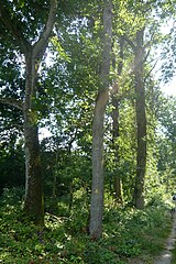 La forêt de Châteauneuf sur la route de Dreux.