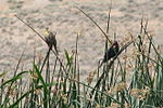 Thumbnail for File:Swan Lake Nature Study Area birds.jpg