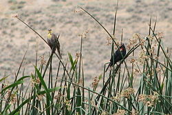 Přírodní studijní oblast Labutího jezera birds.jpg