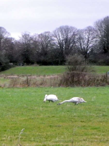 File:Swans near Ibsley - geograph.org.uk - 2279052.jpg