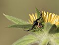 * Nomination: Shiny crab spider (Synema globosum) --Zcebeci 09:06, 10 June 2020 (UTC) * * Review needed
