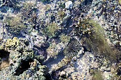 File:TIDAL ZONE LIFE MAUI 02.jpg (Category:Echinoidea)